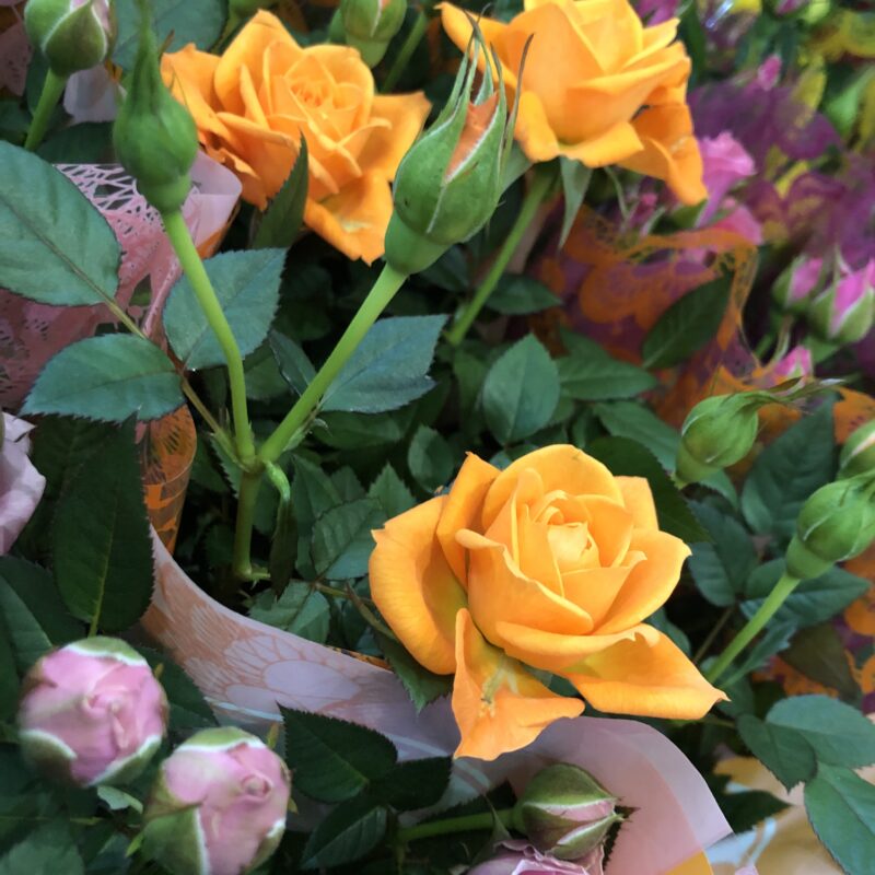 Cserepes Rózsa (12-es cserépben)