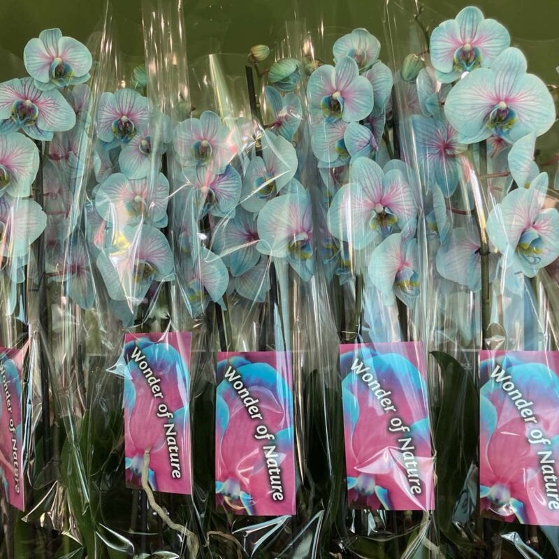 Phalaenopsis-orchidea