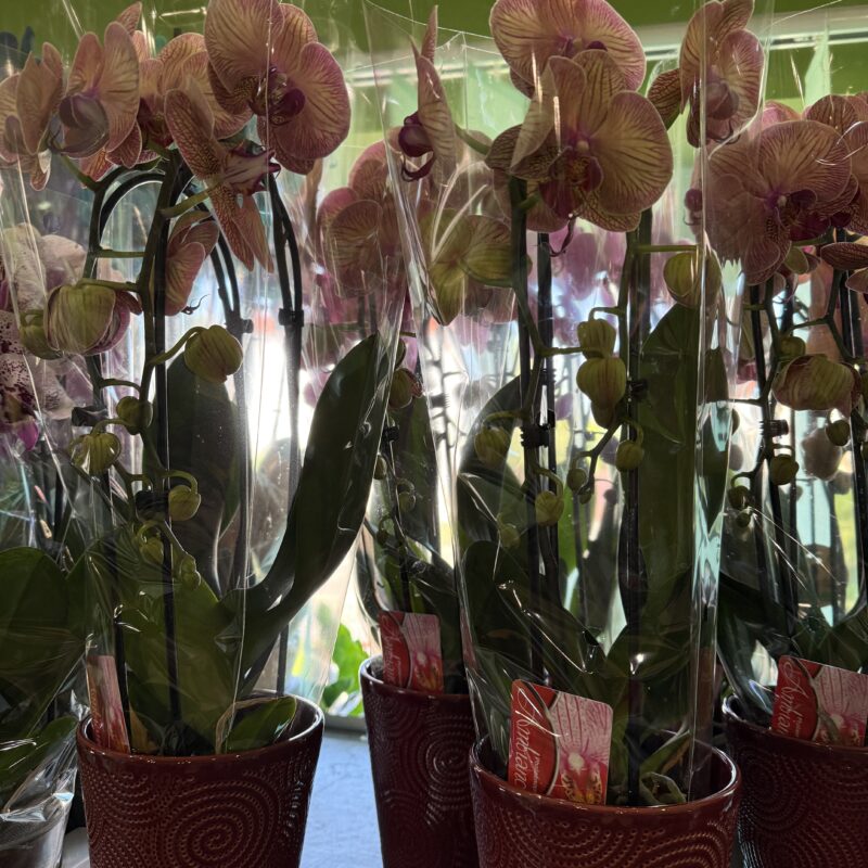 Phalaenopsis-orchidea 2 ágú