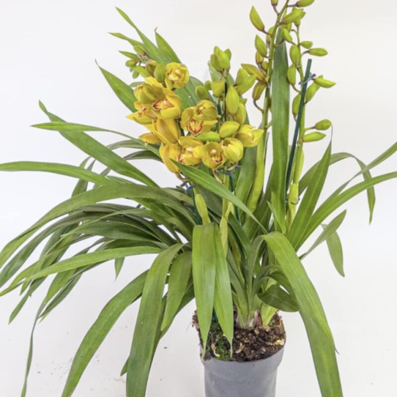 Cymbidium Orchidea