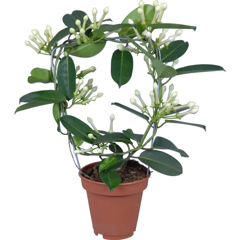 Stephanotis (koszorú futóka)